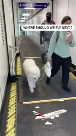 Flying with a Dog: The Good, The Bad, & The Ugly