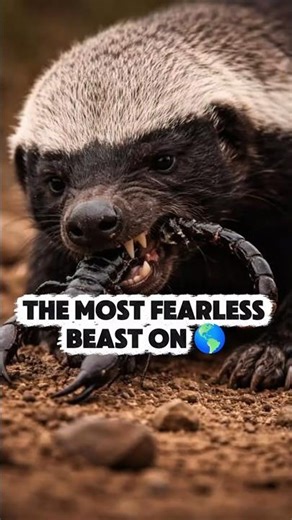 The Most FEARLESS Animal on Earth! 🦡🔥 #HoneyBadger #shortsfeed #wildlifefacts #mindblowingfacts