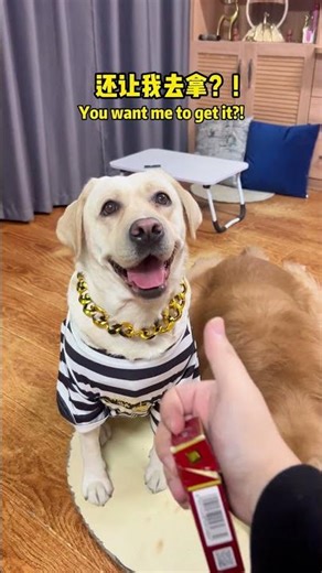 狗子：没有我这家就散架了！Doggo: This house would fall apart without me!#搞笑汪驾到#萌寵#寵物#搞笑#拉布拉多 #doglover #Labrador