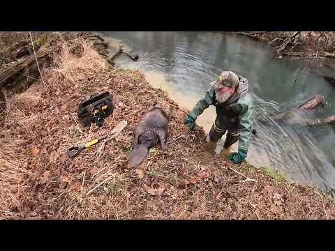 Beaver Trapping with Footholds Made EASY Without the Hassle!