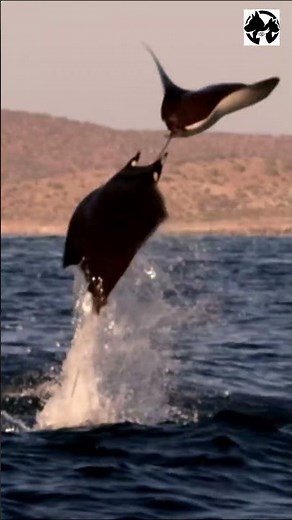 Hammerhead Shark vs. Giant Stingray – Who Reigns the Depths?