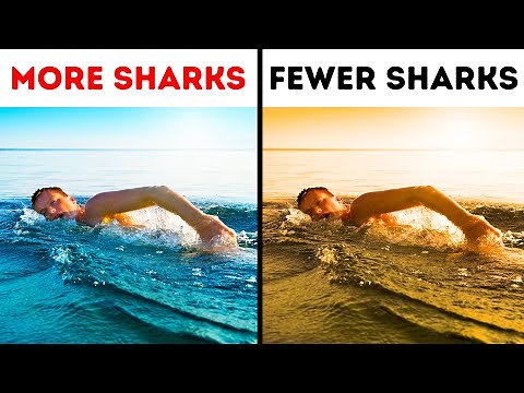The Only Way to Survive When You See a Shark