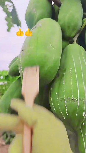 11K views · 31 reactions | It turns out that papaya sap has many benefits. #fruits #papaya | Petani MASA GINI | Facebook