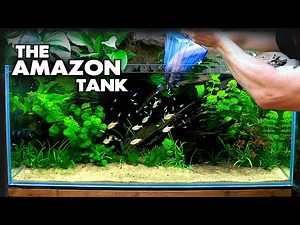 Building The AMAZON Tank: COLOURFUL NEW FISH!! | MD Fish Tanks