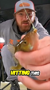 7.4K views · 93 reactions | Didn't even see him coming! BAM!  Smacked that little gold tungsten jig. 缾 Wax worm does the trick! Another perch dinner on the way! 拾 #PerchFishing #IceFishing #FishingLife #TungstenJig #WaxWorm | The Fisher | Facebook