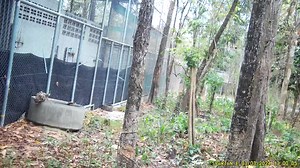 9.4K views · 850 reactions | สงบเกินไป จนแทบจะแน่ใจว่า มันคือ ภาพนิ่ง แต่จริงๆแล้ว มันคือ วิดีโอ ครับ พี่ น้ิอง #บะลาโกล | Thailand Tiger Project DNP | Facebook