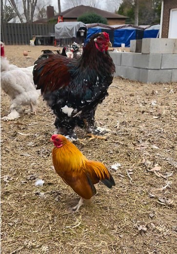 Sharing the same video but with the original sound. He’s my first #Kikiriki #Rooster and he amazes me a lot with his small size in comparison with his big attitude. I feel like he could easily become the #Alpha of my #MixedFlock but I would be afraid to let him free range with them, due to his size I think he would be an easy meal for hawks. Bartolito is the #SmallestChicken I have.