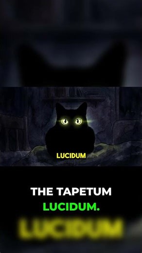 Cats See in the Dark: The Science Behind Glowing Eyes