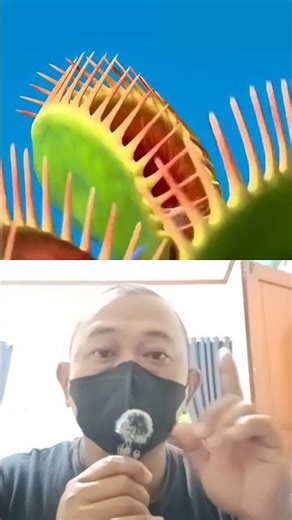 Man-eating flower #entertainment #remix #reaction #duet