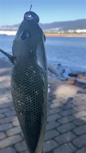 10/10関西最大級の釣場南芦屋浜朝釣果情報！ グレ爆釣！ サビキはサバ祭り！ ファミリーフィッシングに最適南芦屋浜へはフィッシングマックス芦屋店で情報、釣り方、エサ、道具など仕入れていきましょう(*￣∀￣) #フィッシングマックス芦屋店 #グレ #サヨリ #南芦屋浜釣り
