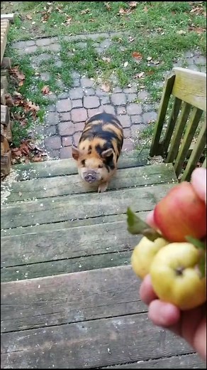 Meatball made it up the stairs for the first time! #Meatball #inspiration #tinylegs #fyp #kunekune #pig #pigtok #reuploaded