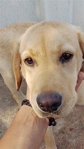 Labrada ka grooming #dog #trending #shorts