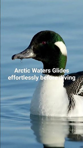 Common Eider Duck Facts | Giant Sea Duck of the Arctic Oceans ‪@BirdWorldDaily‬