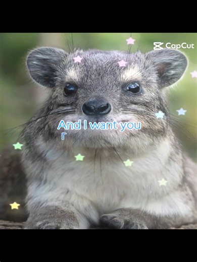 I love you like an awawa baby 🎶 #bswithfur #dassi #hyrax #hyraxes #hyraxcore
