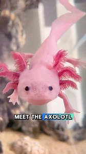 Super Cute Axolotl.🥰 #fyp #fishfunfacts #axolotl | GuppyKoi