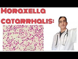 Moraxella catarrhalis