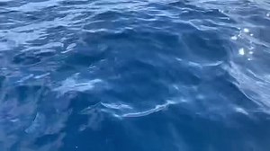 HAPPENING NOW! This big boy decided to visit both our boats, Hoku and Kai Oma’o while he took a break from a nearby competition pod! Video by Captain Jack! P.s. it’s important to know whales are federally protected in Hawai’i so we do not approach them, we have to wait for them to approach our boats, making these encounters even more special! #whales #maui #hawaii #mauiwhales #gopro #humpbackwhales #travelhawaii #mauitours #lethawaiihappen #whalewatchmaui #whalewatchtour | Hawaii Ocean Rafting