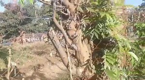 Current situation at the court. People chanting anti-government songs as they wait for the determination of the court. Reported by Faith Kadzanja, @FKamtambe #TimesNews #ElectionsCase | Times 360 Malawi