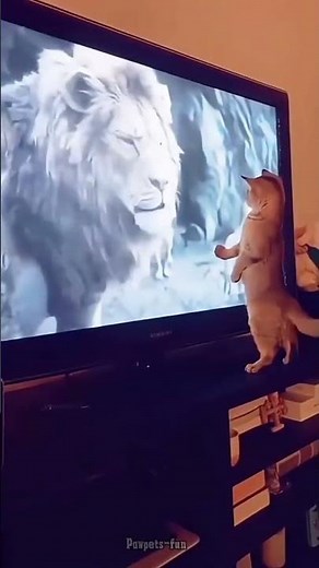 How Cat Reacts While Watching TV 😹📺