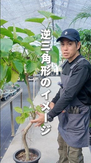 [2026 Edition] Pruning Ficus Umbellata: How to Create a Beautiful Tree Shape
