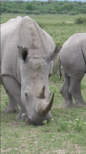 How Many Rhinos are Left?