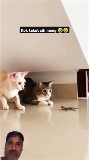 The cat started getting scared of the lizard | #youtubeshorts #trending