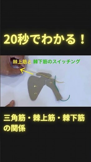 20秒でわかる！肩関節の外転における三角筋・棘上筋・棘下筋の作用 #理学療法士 #理学療法 #ptタイガー #足病学 #柔道整復師 #日本足病学協会 #足部解剖