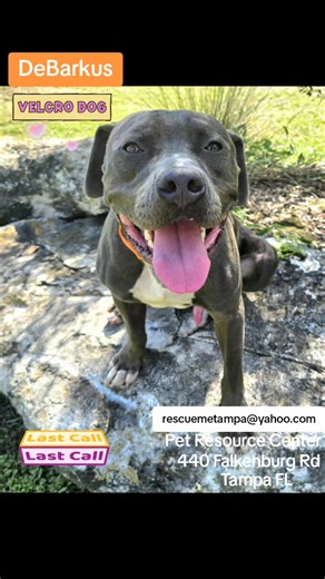 3.8K views · 122 reactions | 8-18-25 DEBARKUS WAS ADOPTED TODAY LAST CALL for DEBARKUS A2468612 he is a deadline for 8-20-25 due to KENNEL STRESS/ FAS. He is in PLAYGROUP as a gentle dainty and is a VELCRO DOG in ROMP. He is NOT FOSTER ELIGIBLE thru shelter ... ADOPTION RESCUE or PAWDITION ONLY email PetInfo@hcfl.gov cc rescuemetampa@yahoo.com https://www.facebook.com/share/p/1CsuABpRrQ/ | Rescue Me Tampa - Shelter Dogs | Facebook