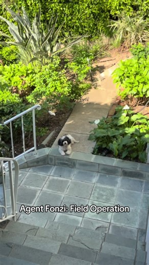 Agent successfully blended into natural habitat. Still visible. Still dramatic. 🕵️‍♂️🐾 #missionimpossible #hideandseek #dogsofttiktok #funnydogs #puppytiktok