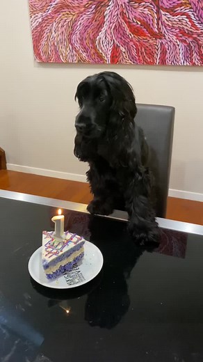Celebrating Harley's Birthday with a Special Song 🎂