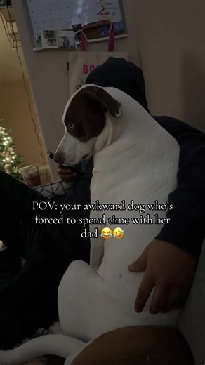 She loves him 🤣 #awkwarddog #dogsoftiktok #labradorretriever #funny #foryoupage