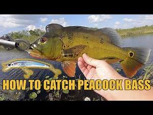 How to catch peacock bass in the Florida Everglades