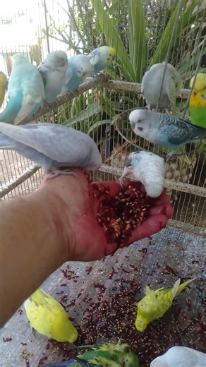 🐦一番人気なのに選ばれない