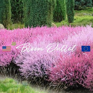100/600 Scotch Heather*calluna Vulgaris*schottische Heidekraut*spectacular Perennial Groundcover*mass Plantings*garden Seeds*flat RATE SHIP - Etsy