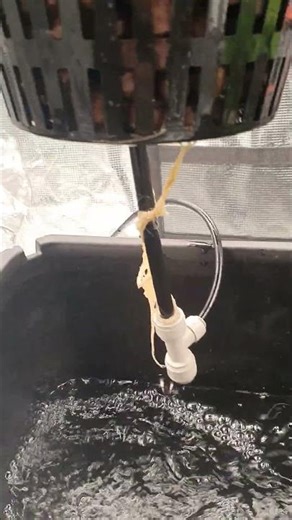 Bella | 1 Day After Root Rot Treatment #shorts