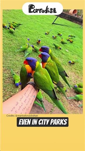 Where Are Rainbow Lorikeets From? 🌏