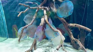 Hanging out with our 300 gal discus display tank. | Aqua Life Aquarium