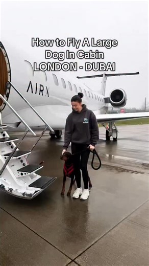 How do large dogs fly in cabin? Meet Ruby the Doberman, flying comfortably by her owner Oliviaâ€™s side with K9 JETS. Follow: @dubaiwithmydoberman No cargo hold. No separation. No crates required in the cabin. Just your dog, settled at your feet, secured safely on a short lead and tethered. This is how large breeds travel with us: âœ”ï¸ In cabin beside their owner âœ”ï¸ Spacious private jet cabins âœ”ï¸ Pay by seat model âœ”ï¸ Pet friendly private terminals âœ”ï¸ Outdoor space before depart