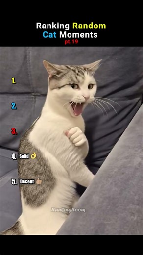 Ranking Cats Being Absolutely UNHINGED pt.19 #funnycats #shorts #funny