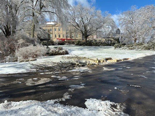 100-year-old oak tree at Cheekwood damaged by ice storm 'cannot be saved'