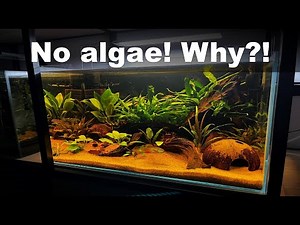 No maintenance, no cleaning, algae free tank! Best beginner setup?