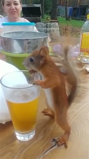 Clever Little Mouse in Action 🐭✨ || #mousevideos #cuteanimals #funnyanimals