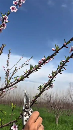 Essential Tips for Removing Extra Gains in Pruning