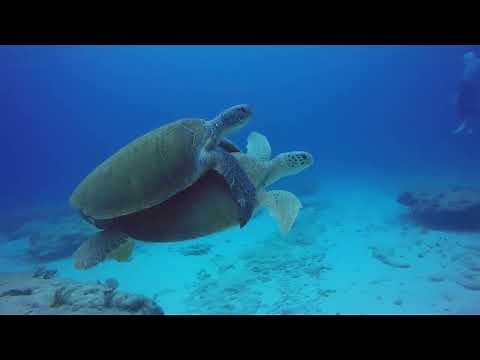 20 Strangest Animal Mating Behaviors in Nature