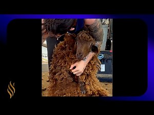 Shearing A Navajo-Churro Sheep