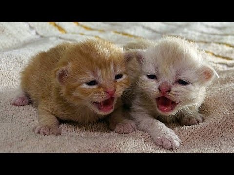 Heartbeat of Mommy! ❤️ Cute Infant Kittens Meowing Softly for Their Mother Cat