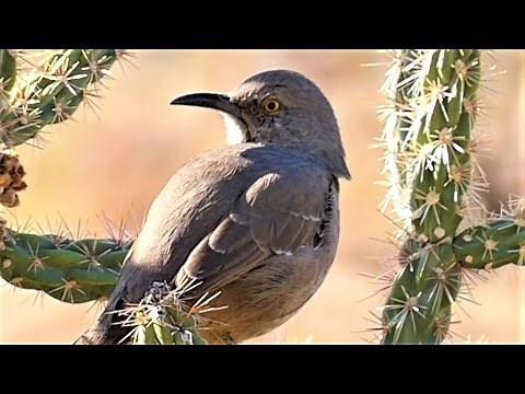 Curve-billed Thrasher Bird - Songs and Calls