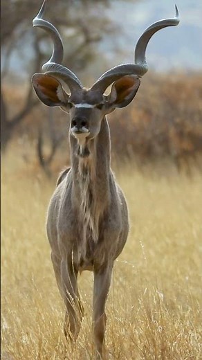 Wait Until You See Those Horns #greaterkudu #kudu #africanwildlife #wildlife #animals #asmr
