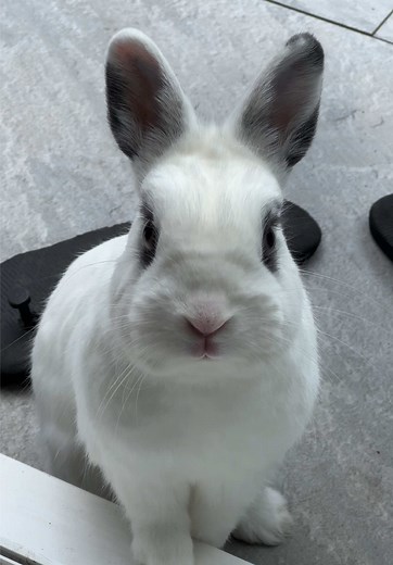 #hototdwarfrabbit #dwarfrabbit #dwarfhotot #rabbitsoftiktok #bunny