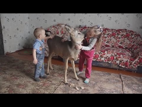 Injured Baby Deer Becomes This Family's Indoor House Pet After Being Rescued